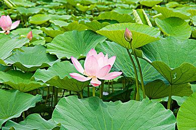  R星发推道歉 《GTA三部曲：终极版》PC版重新上架